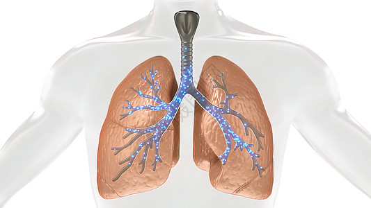 人体肺部氧气和二氧化碳的碳二氧化交换呼吸道生物空气细胞软骨气体呼吸胸椎上呼吸道流量图片
