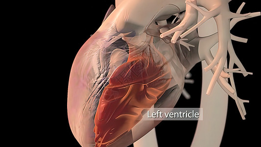 人类心脏 现实的解剖病人心室伤害解剖学主动脉发烧静脉中庭心脏病疼痛图片
