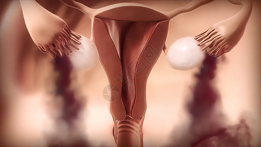 3D 医学插图 女性生殖系统 月经周期腹痛压力女人房间症状妇科生育力解剖学痛经腹部背景图片