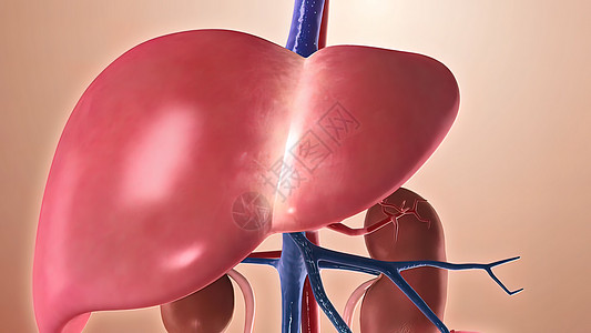 穿过身体3D病人膀胱肝炎癌症器官动脉解剖学蓝色药品肝硬化图片