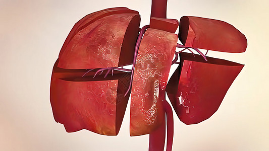3D 人体内脏插件 肝脏在器官上的作用肝炎药品肝病身体手术信息插图脂肪疼痛治疗图片
