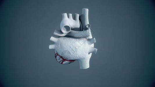 人类心脏 现实的解剖心室发烧静脉身体主动脉疼痛伤害心肌男人肌肉图片