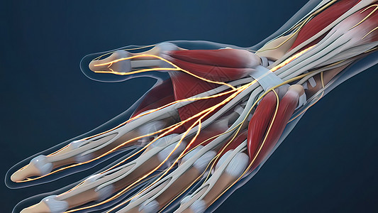 人类手神经和针管腕骨心皮扭伤疾病手术肌肉身体科学解剖学扫描图片