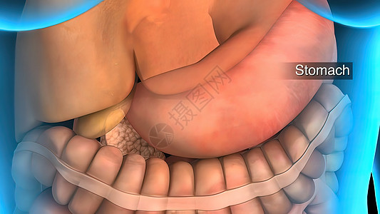 3D 动动男性内部器官解剖身体病人起搏器肌肉男人阀门动脉心室解剖学静脉图片