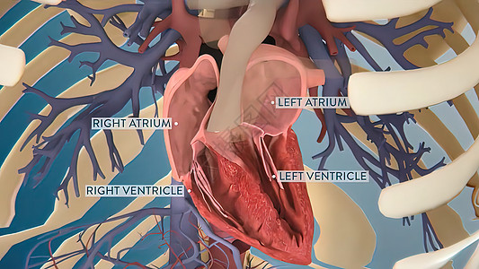 显示器上的人类心脏 现实的解剖3D型人体心脏模型心室身体病人肌肉起搏器动脉中庭疼痛主动脉心脏病图片