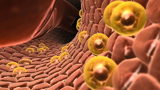 Hepastem  增加肝脏中的健康细胞生物学肝炎肝病胆囊渲染图表身体脂肪肝硬化治疗图片