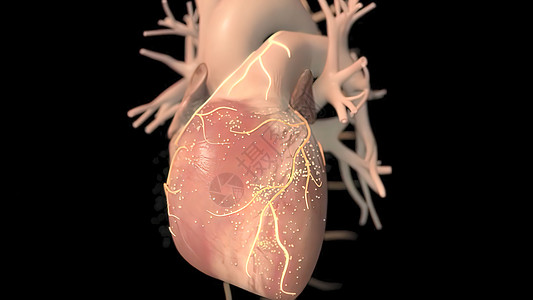 人类心脏 现实的解剖3D模型 人的心脏在监视器上静脉动脉心肌肌肉伤害节点阀门心脏病发烧疼痛图片