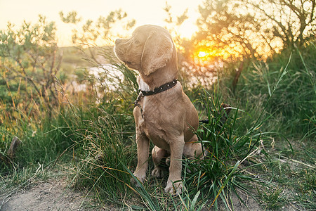 日落时 一只年轻的美国小猎犬坐在草地上友谊犬类动物耳朵舌头孤独打猎眼睛宠物哺乳动物图片
