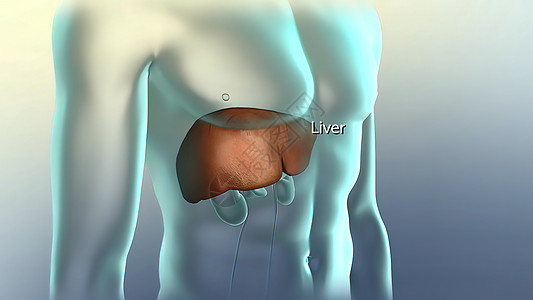 人体的肝脏 胰腺和肾脏男性信息疼痛药品器官解剖学外科生物学症状癌症图片