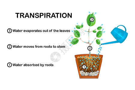 植物中的呼吸阶段 显示植物中蒸发的图示木质叶子运输渗透压力园艺作用蒸气树叶蒸腾图片