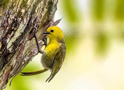 黄头 一只小鸟在树上图片