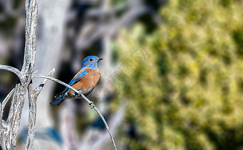 西青鸟围在西南美洲的一棵树上图片