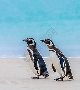 福克兰群岛海滩上的一对公鸡企鹅夫妇图片