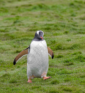 企鹅在田野散步图片