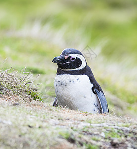 大型企鹅坐在福克兰群岛的巢穴上图片