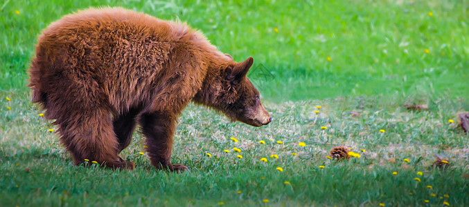 肉桂彩色棕熊熊熊等妈妈公园场地野生动物哺乳动物食肉幼兽婴儿动物主题栖息地图片
