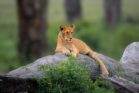 树上爬起的狮子幼熊坐在四肢旁图片