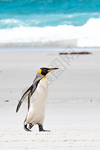 企鹅王在南乔治亚州的海滩上散步图片