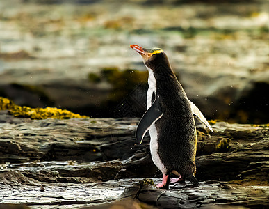 黄眼企鹅在新西兰日落时图片