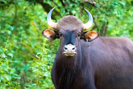 印地安人高尔公牛看着他的牛群图片