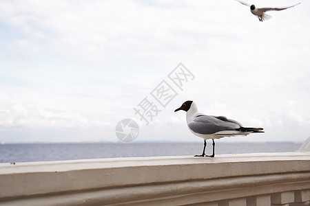 在石码头上特写海鸥 对抗蓝洋水海岸动物成人海岸线海鸟羽毛海滩野生动物蓝色鸟类背景图片
