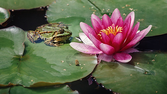 绿色的池塘青蛙坐在绿叶上 旁边是粉红色的大百合花两栖情调叶子植物眼睛水生植物植物群异国水池紫色背景