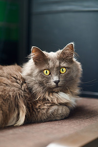 英俊绿眼灰猫的肖像虎斑条纹哺乳动物小猫动物孤独爪子阴影晶须宠物图片