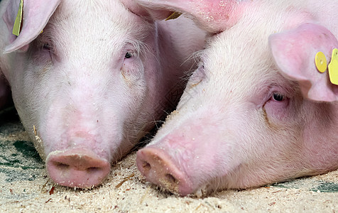 住在猪房户外的Landras猪母猪猪舍猪场农村品种饲养谷仓团体家畜宠物图片