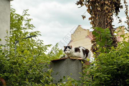 黑白街猫坐在农村的栅栏上 坐着一头黑白街猫农家动物群宠物捕食者村庄生活城市成人毛皮风光图片