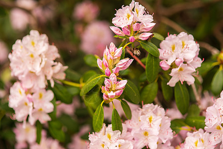 盛开的细粉红花蕾罗多德伦植物园灌木花瓣粉色花园花朵季节植物群园艺植物图片