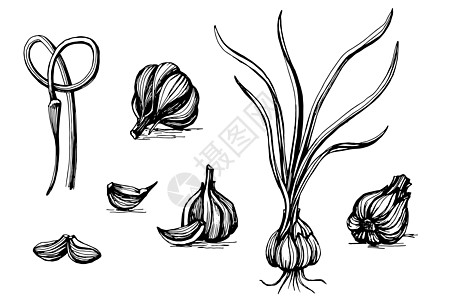 大蒜 植物草图 矢量图片