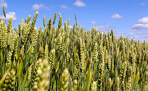 黑小麦的宽框隔离特写 小麦和黑麦的作物杂交种 从低角度拍摄 生机勃勃的绿草状农作物尖端成为淡蓝色天空的焦点金子生长谷物生产蓝色粮图片