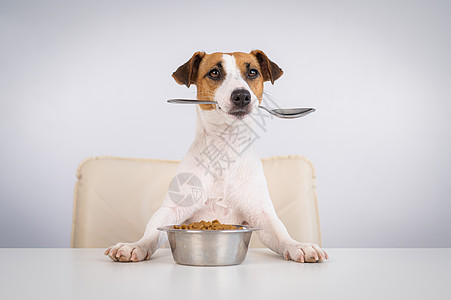 狗坐在晚餐桌旁 吃了一碗干食 嘴里拿着勺子小吃餐具桌子午餐盘子饥饿菜单哺乳动物饲料小猎犬图片
