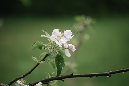 春天背景 有白花和苹果叶 模糊的春花背景 笑声枝条叶子植物群苹果树宏观投标花粉植物墙纸小枝图片