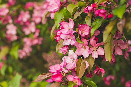 阳光明媚的春日 花园里盛开的树上有许多鲜艳的装饰性红蟹苹果花和花朵 美丽的户外花卉背景以柔和的焦点拍摄植物群植物学公园叶子樱花果图片