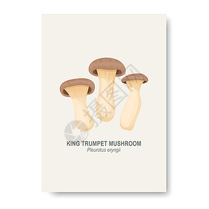 在白色隔绝的传染媒介国王喇叭牡蛎蘑菇 带有手绘卡通王小号牡蛎蘑菇的教育卡 设计模板 剪贴画 杏鲍菇 蘑菇套装图片