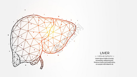 光背景的人类肝脏抽象多边形矢量说明; 消化腺; 内器官低多功能设计; 医疗横幅 模板或背景图片