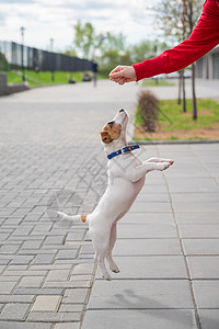 聪明的小狗杰克罗素梗在街上和主人玩耍 一只纯种短毛狗在一个面目全非的女人的手下跳跃 精力充沛的宠物在运动情妇活动飞行爪子短发女士背景图片