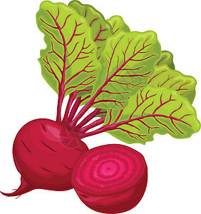 甜菜 红色成熟的甜菜 来自花园的成熟有机蔬菜 农产品 甜菜 孤立在白色背景上的矢量图农业产品邮政标识营养烹饪收成贴纸树叶食物图片