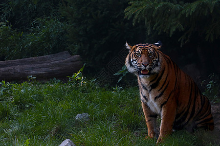 野外一只美丽的老虎的近身图片