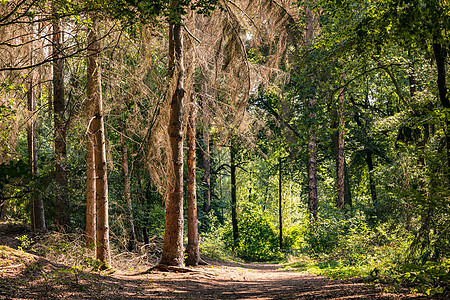 炎热的夏日阳光下有病树的森林道路图片