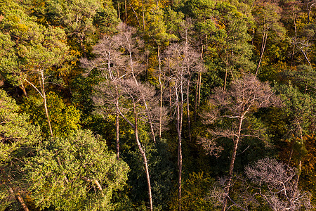 德国混合森林中带个别病树和死树的木林地带空中景象图片