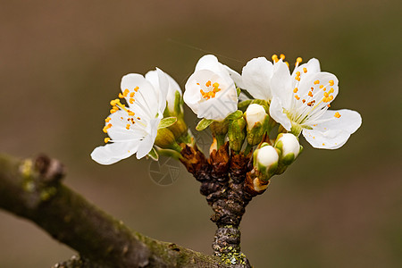 春月的树枝上 有樱花和芽露的加兰图片