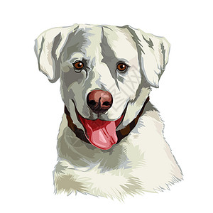 一只白拉布拉多狗之头图片