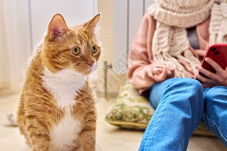 特写有趣的大姜猫宠物 暖气背景附近穿着暖和衣服的女孩图片