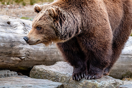 在春林中紧贴大棕熊毛皮栖息地婴儿动物群森林母亲男性树木幼兽荒野针叶林高清图片素材