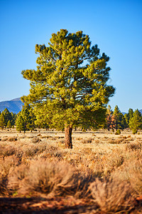 沙漠灌木景观中孤单的绿色绿松树图片