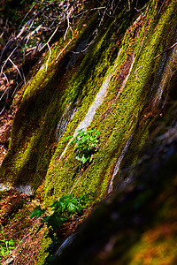 树荫林中微粒岩表面结构图示细节图片