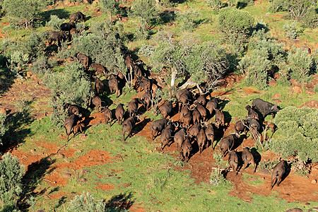 未开忍冬花非洲水牛群的空中景象背景