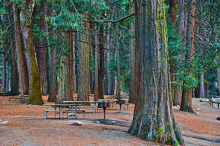 周围有巨型松树和针头覆盖的地板的公园桌图片